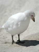 snowy-sheathbill